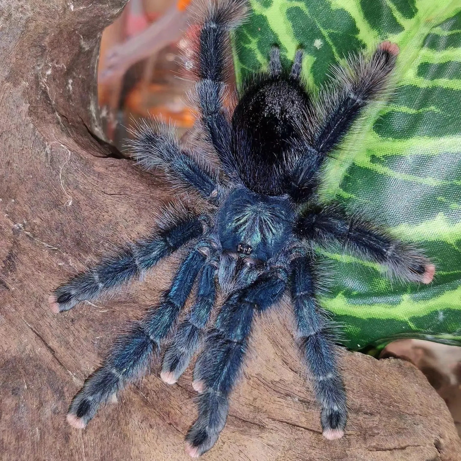 16868 pink toe tarantula glass enclosure