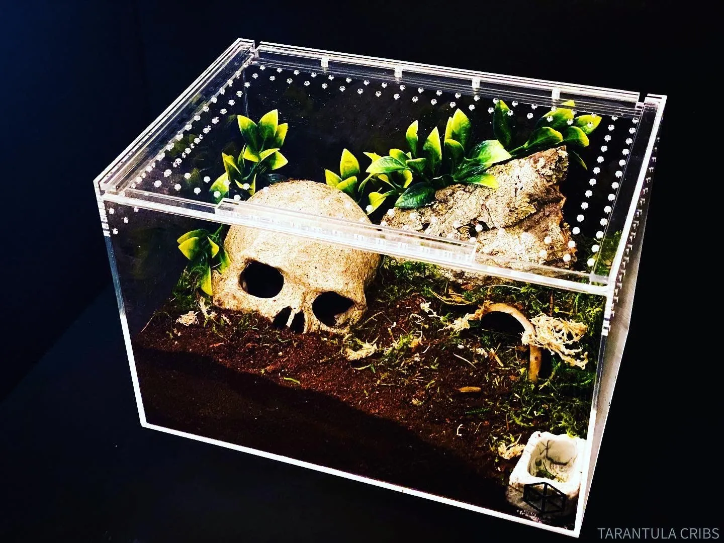 16872 tarantula enclosure australia 1