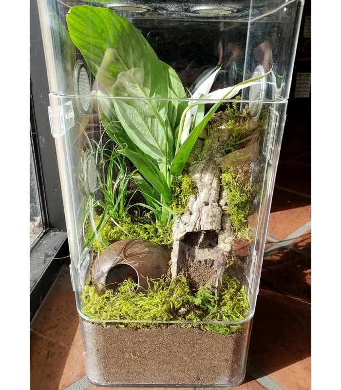 16872 tarantula enclosure australia 2