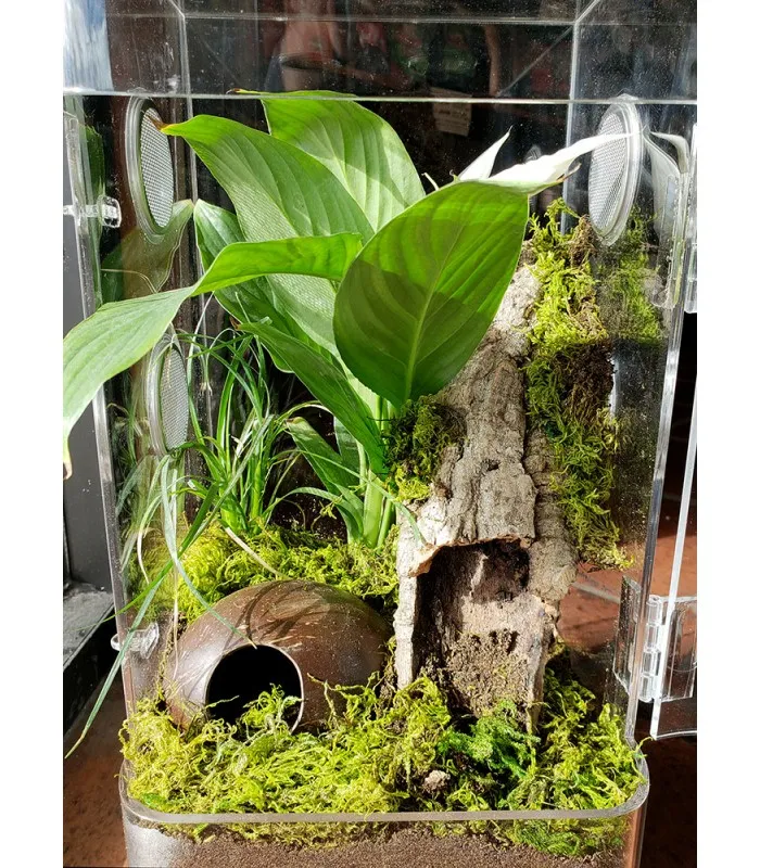 16872 tarantula enclosure australia 3
