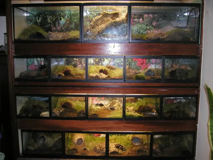 16872 tarantula enclosure australia 6
