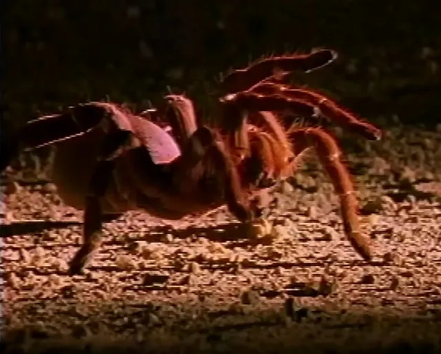 16873 tarantula enclosure