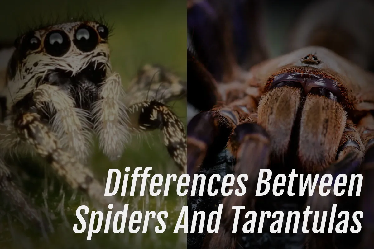 16873 tarantula handling