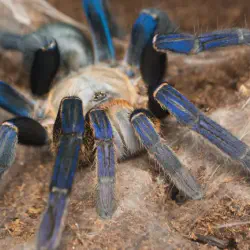 /img/16873-tarantula-molting.webp