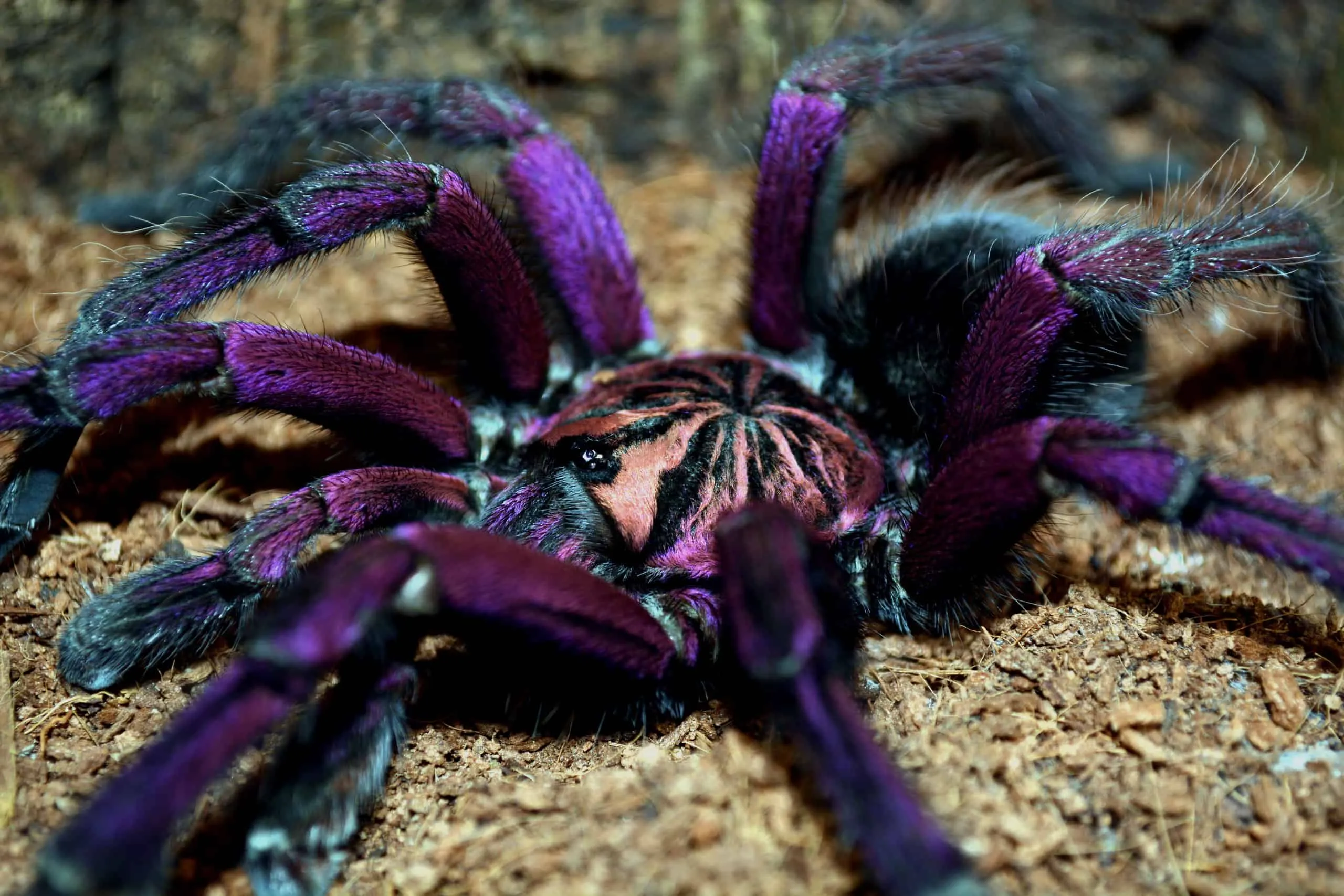16873 tarantula substrate