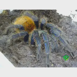/img/16874-blue-bottle-tarantula-behavior.webp