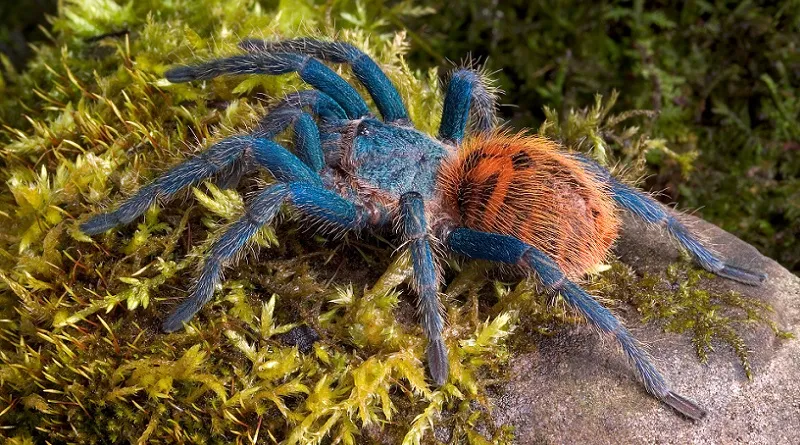 16874 blue bottle tarantula coloration