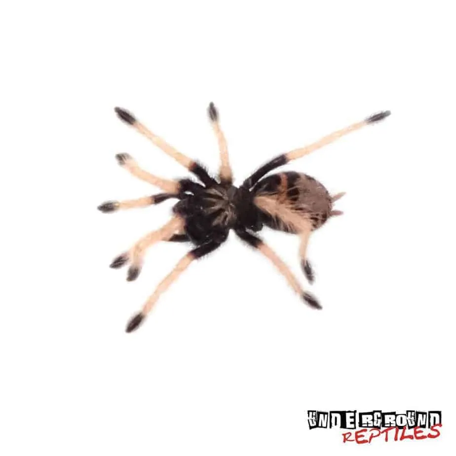 16874 blue bottle tarantula habitat