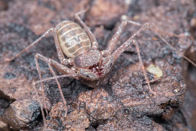 16875 tarantula species