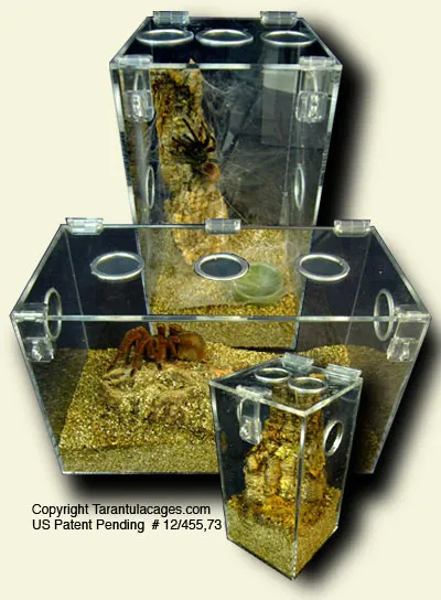 16875 tarantula substrate