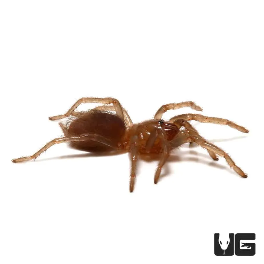 16876 yucatan tarantula burrow