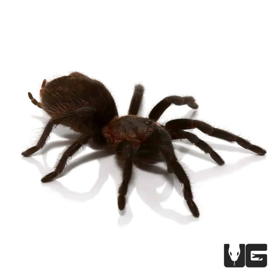 16876 yucatan tarantula defensive pose