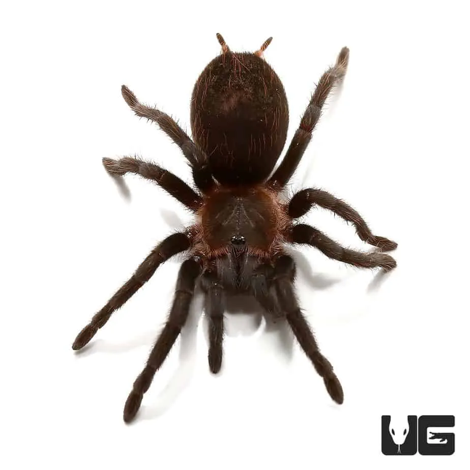 16876 yucatan tarantula feeding