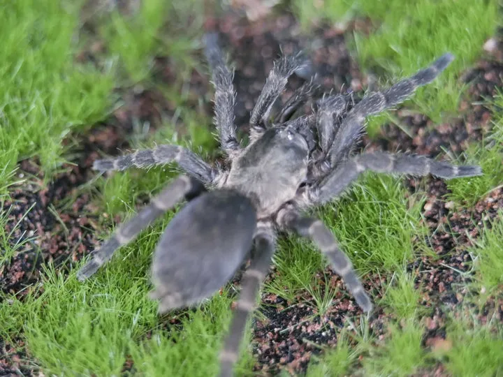 16876 yucatan tarantula handling
