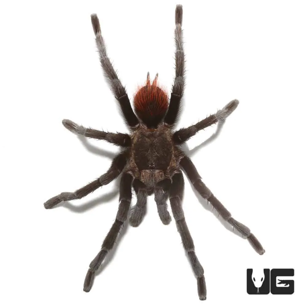 /img/16876-yucatan-tarantula-tank.webp
