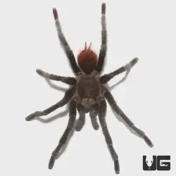 /img/16876-yucatan-tarantula-tank.webp