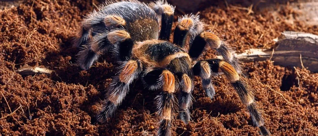 /img/16877-red-knee-tarantula-comparison.webp