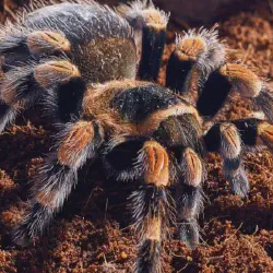 /img/16877-red-knee-tarantula-comparison.webp