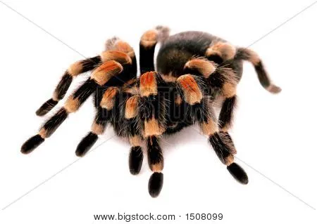 16877 red knee tarantula female size