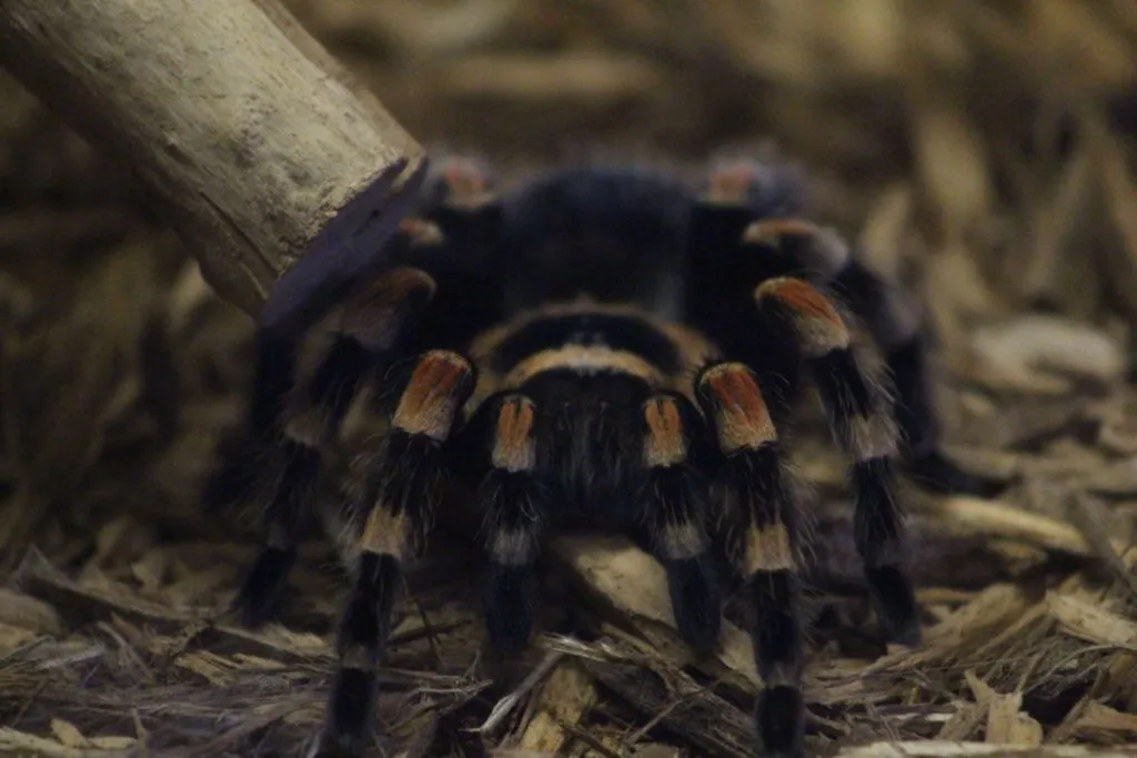16877 red knee tarantula male size