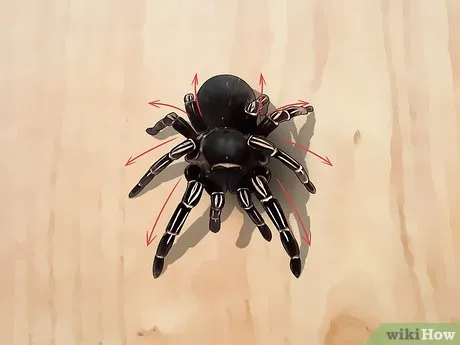 16878 approaching tarantula