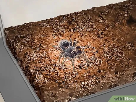 /img/16878-tarantula-species.webp