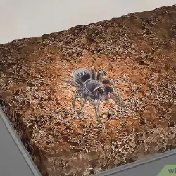 /img/16878-tarantula-species.webp