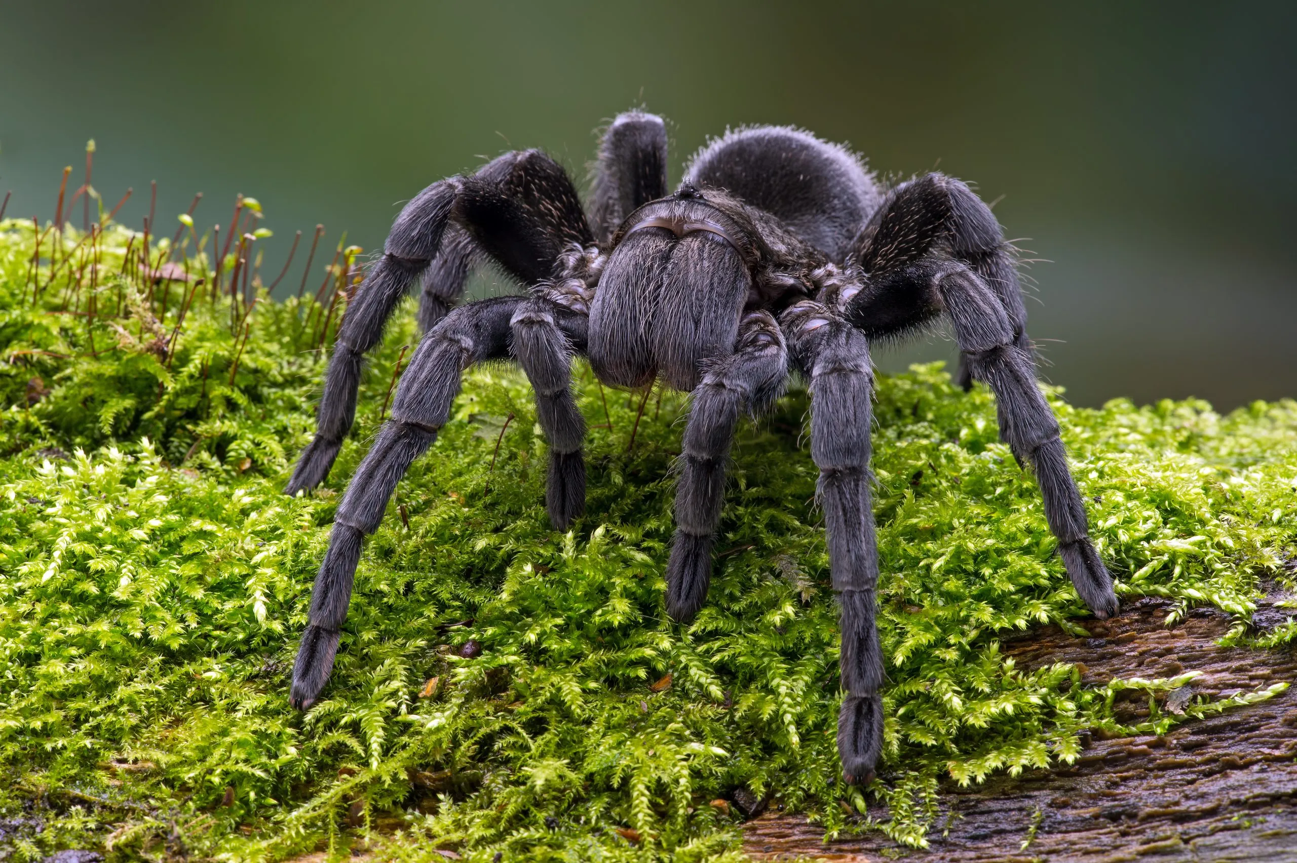 16879 tarantula behavioral traits