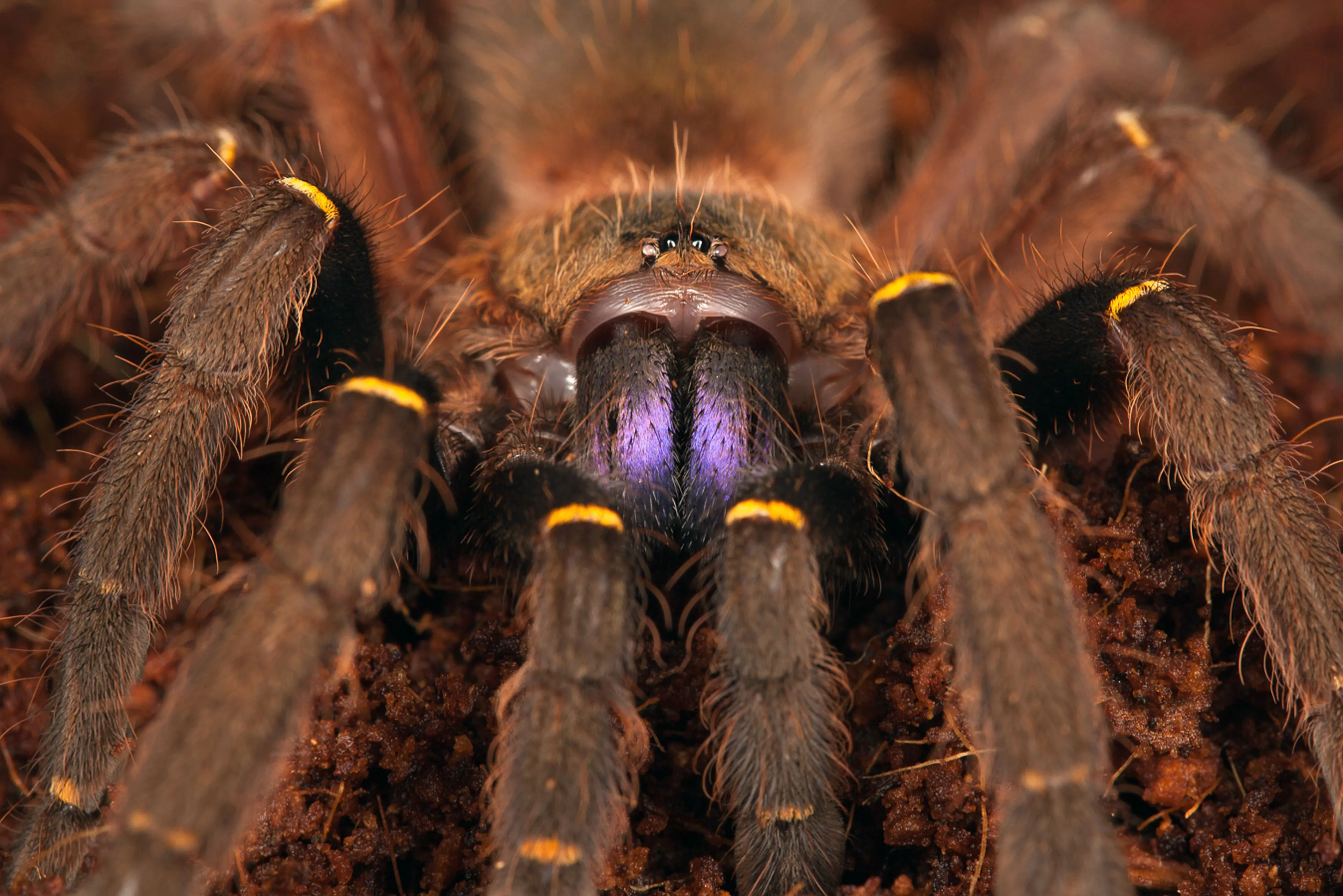 /img/16879-tarantula-expert-consultation.webp