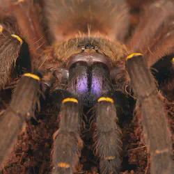 /img/16879-tarantula-expert-consultation.webp
