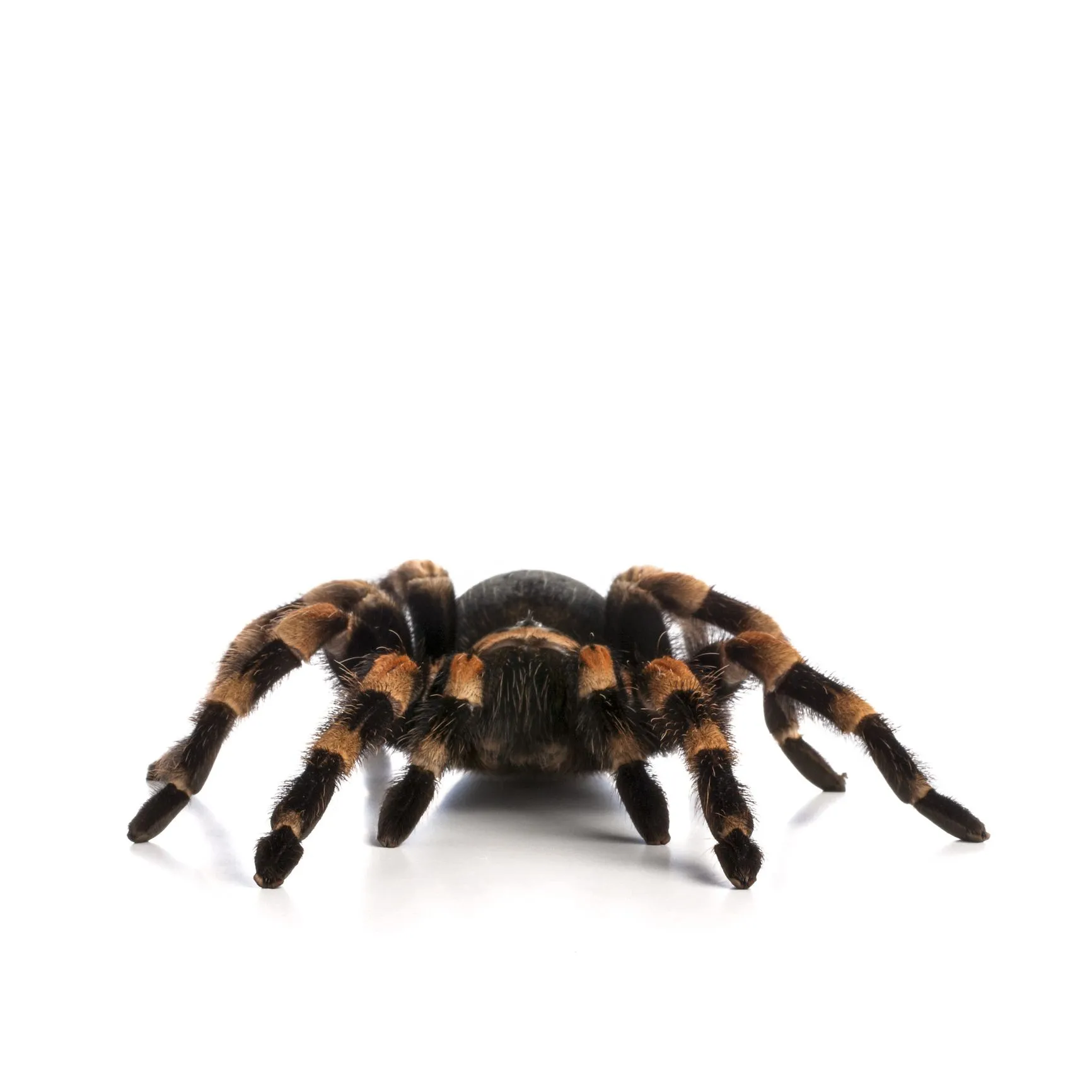 16879 tarantula genus identification