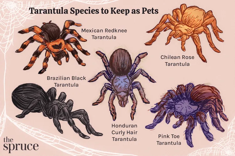 16879 tarantula identification tools