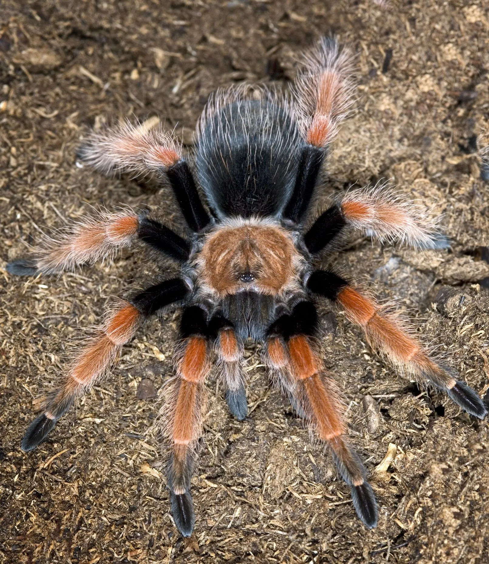 16879 tarantula size and color