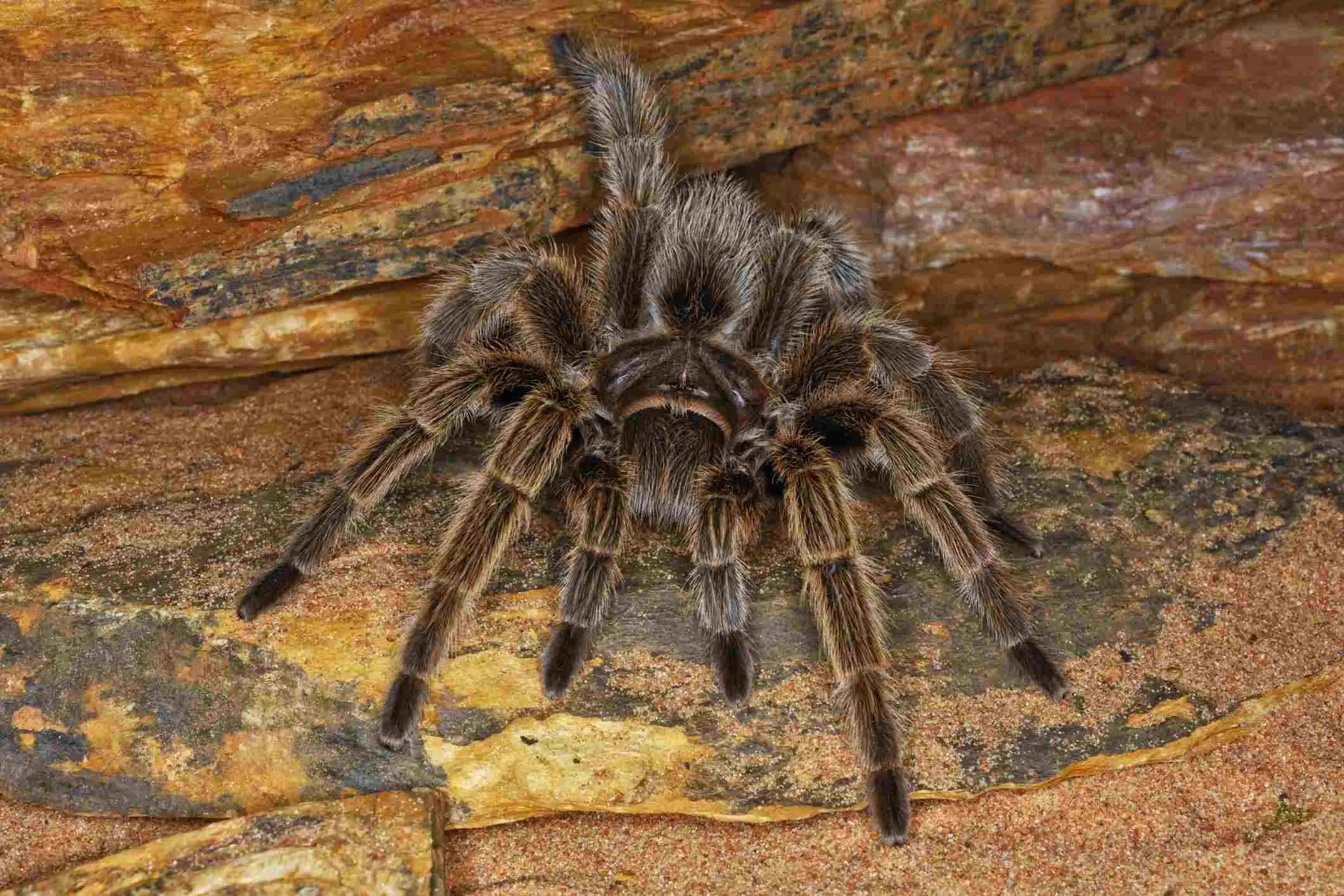 16879 tarantula species characteristics