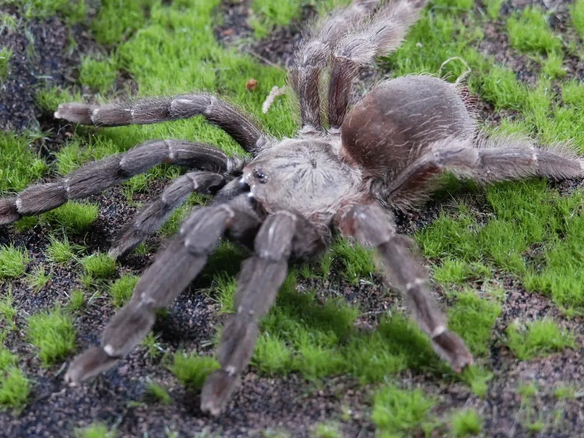 /img/16882-psalmopoeus-reduncus-tarantula-breeding.webp