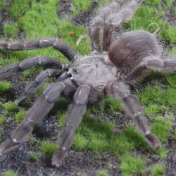 /img/16882-psalmopoeus-reduncus-tarantula-breeding.webp