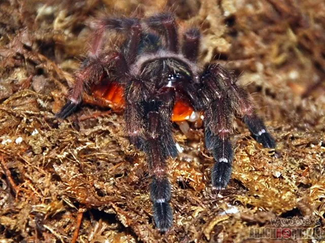 16882 psalmopoeus reduncus tarantula enclosure