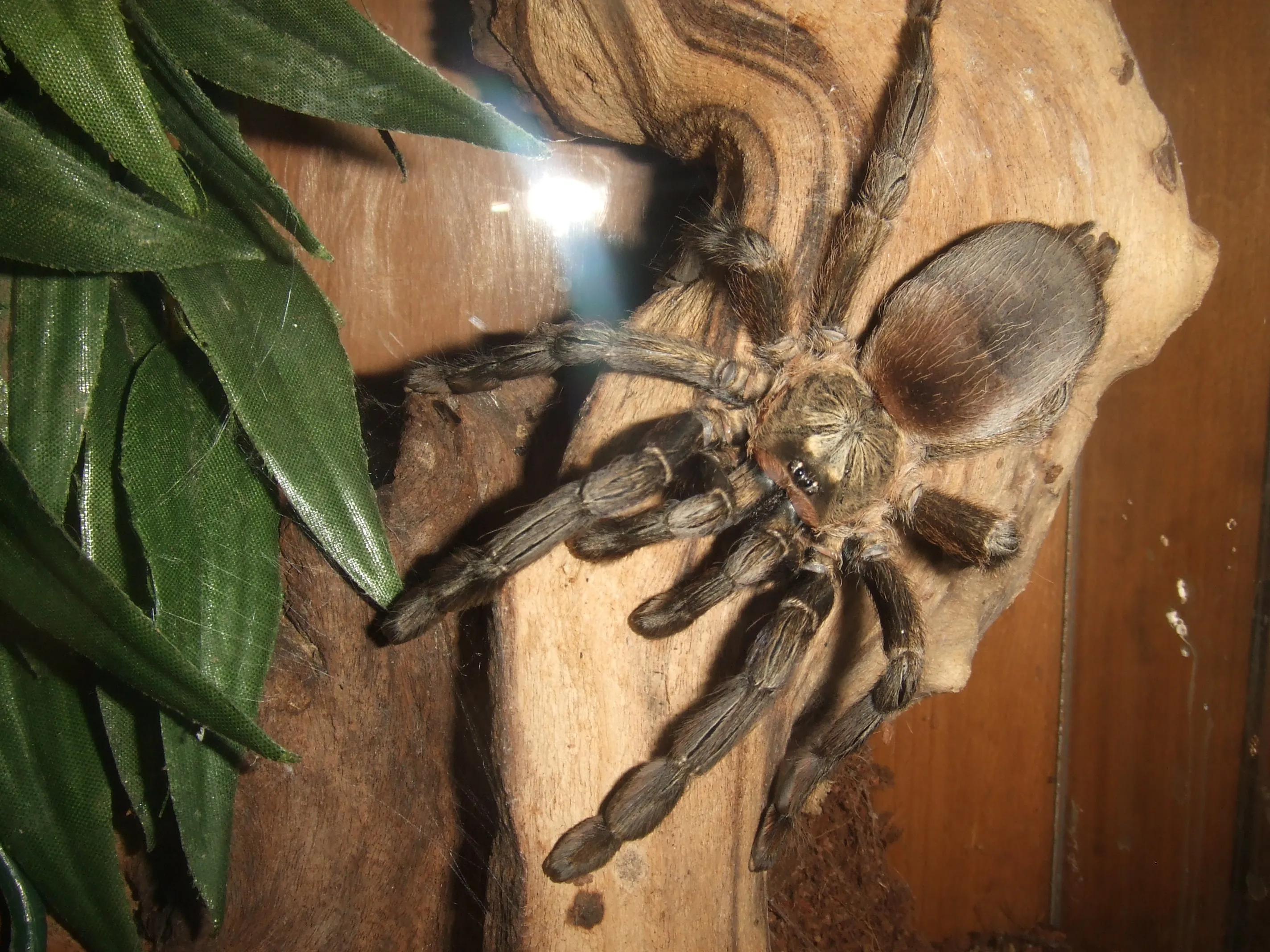 16882 psalmopoeus reduncus tarantula feeding