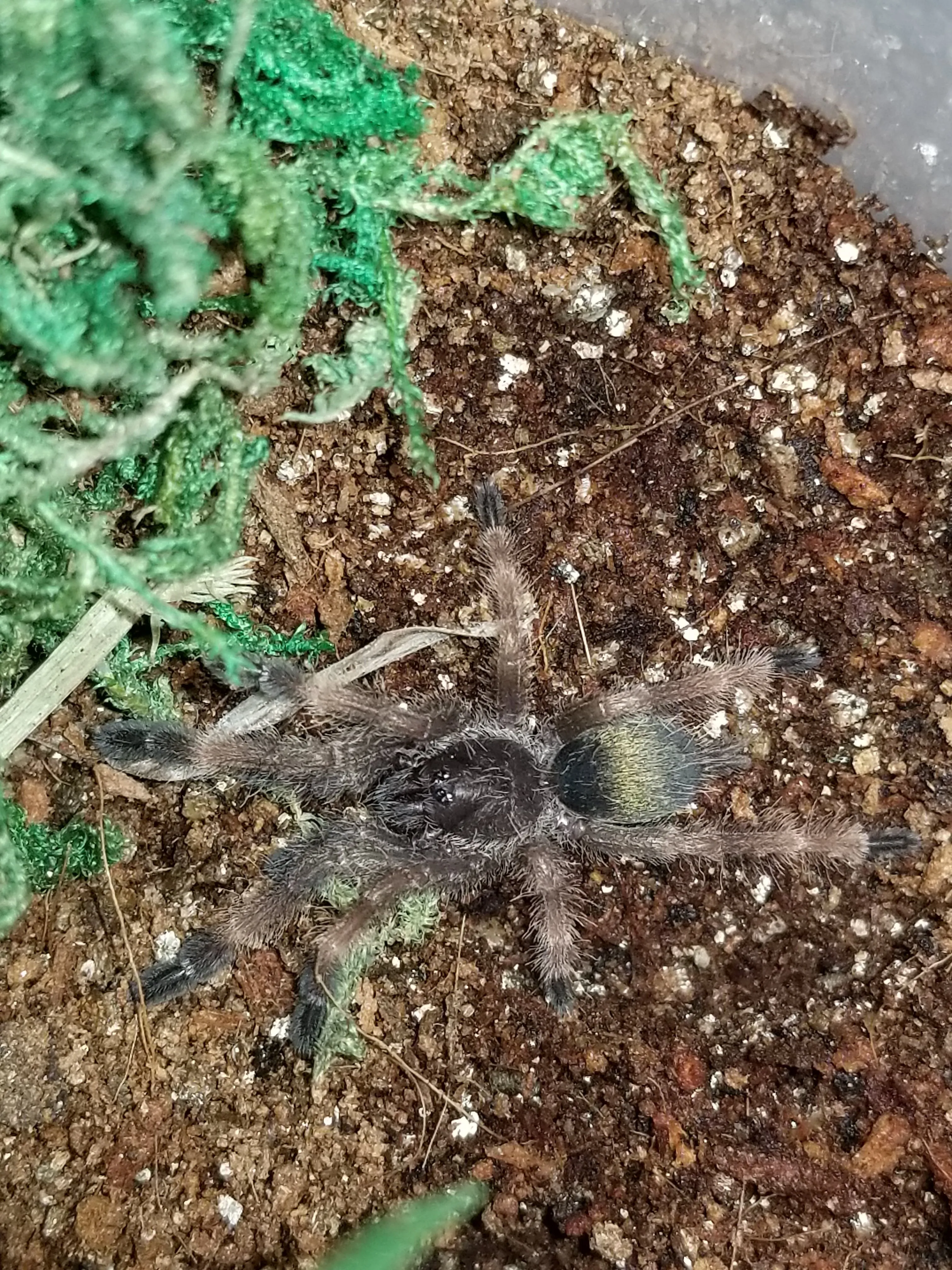 16882 psalmopoeus reduncus tarantula habitat