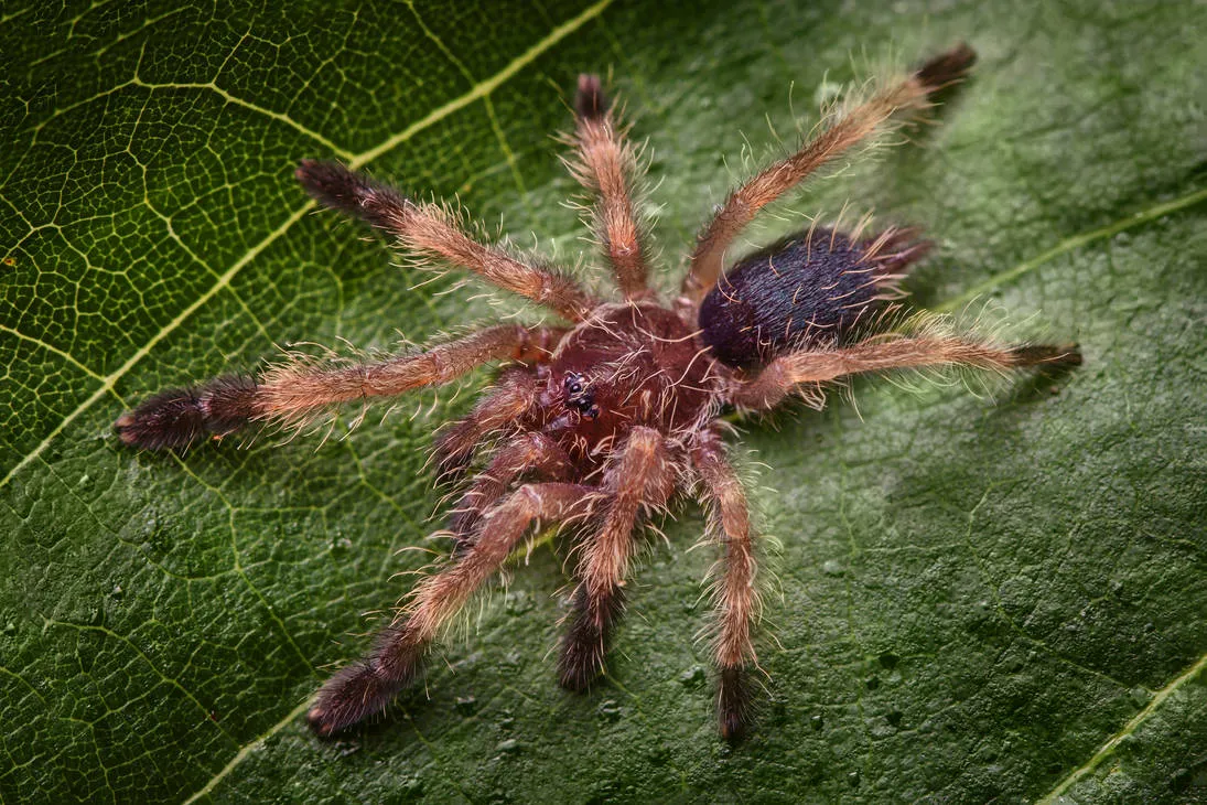 16882 psalmopoeus reduncus tarantula handling