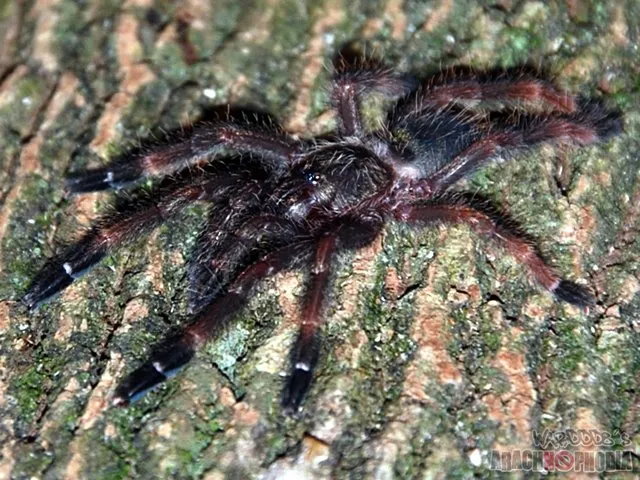 16882 psalmopoeus reduncus tarantula molting