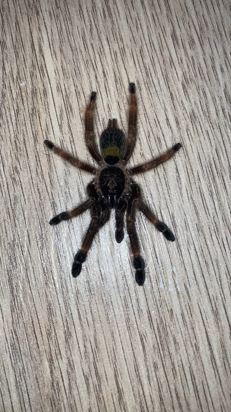 16882 psalmopoeus reduncus tarantula water