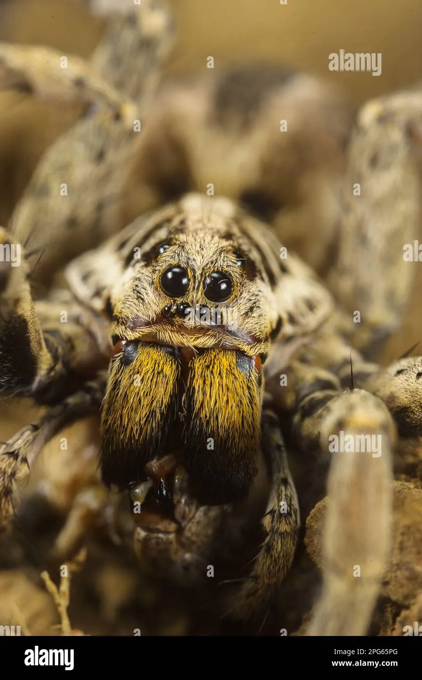 16886 black bellied tarantula close up