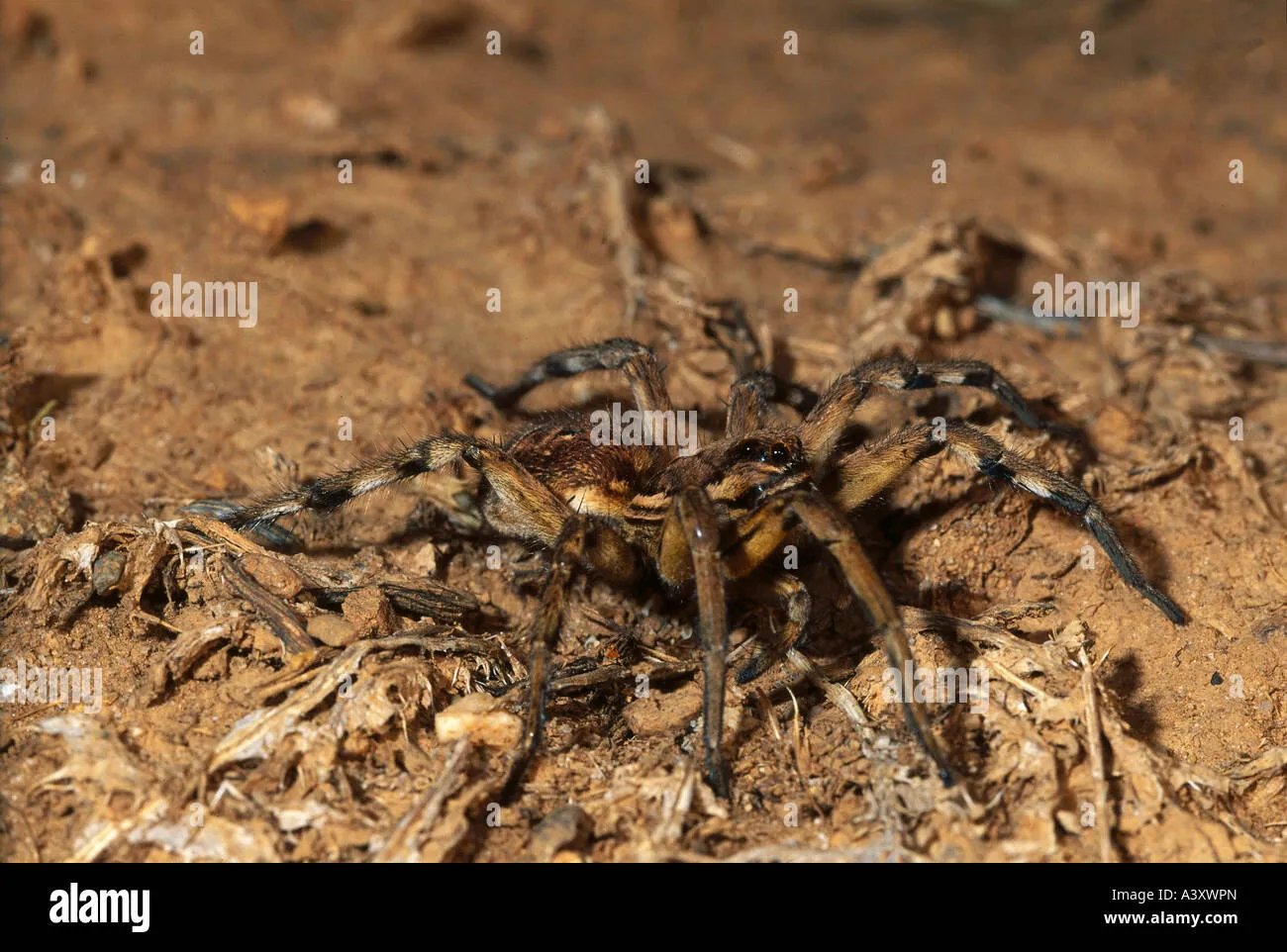 16886 black bellied tarantula defensive
