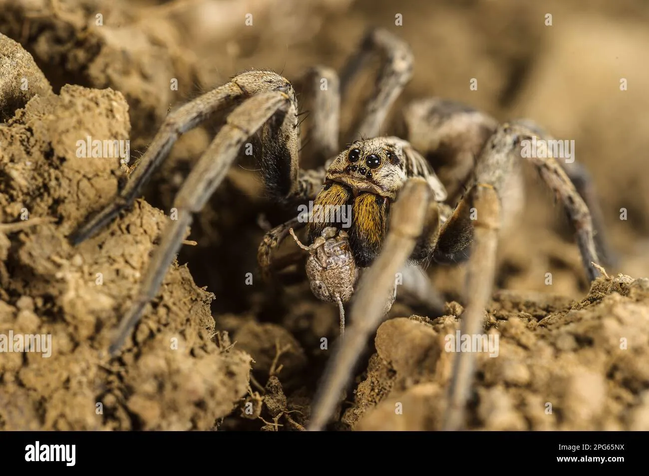 16886 black bellied tarantula feeding