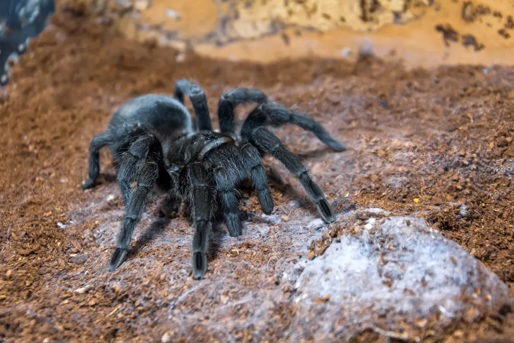 16886 black bellied tarantula mating