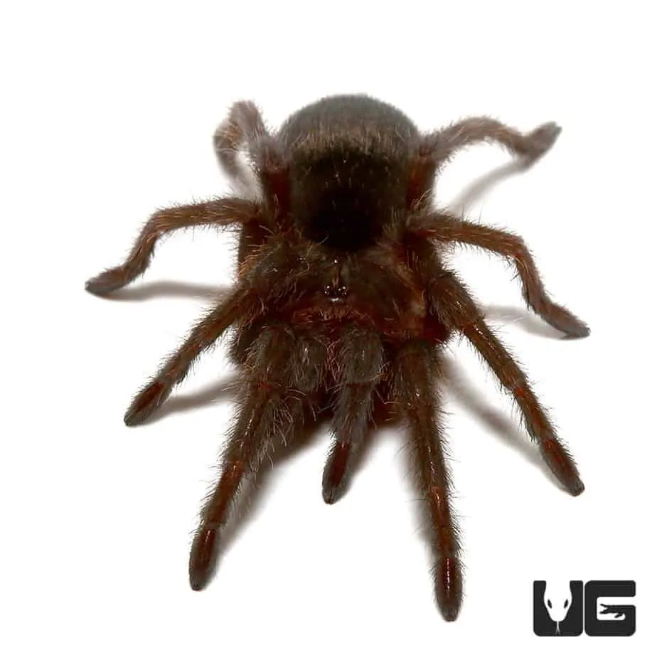 16886 black bellied tarantula pet