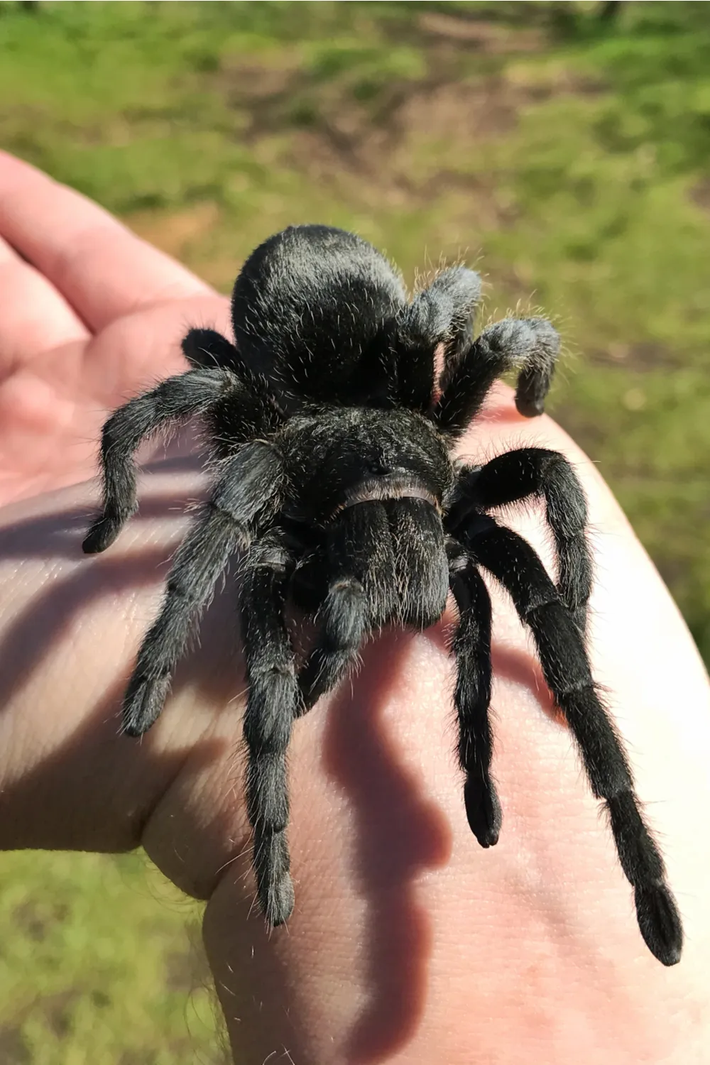 /img/16886-black-bellied-tarantula-threats.webp