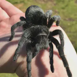 /img/16886-black-bellied-tarantula-threats.webp