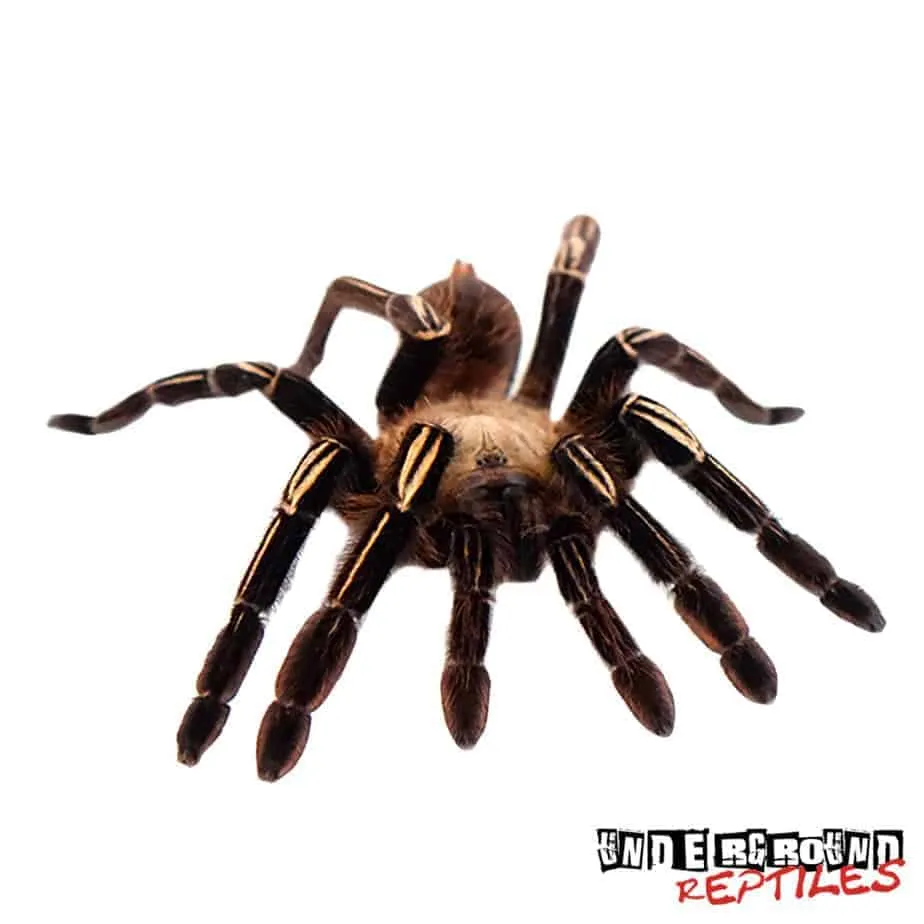 16890 tarantula cleaning